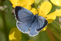 Celastrina argiolus ♀-2155