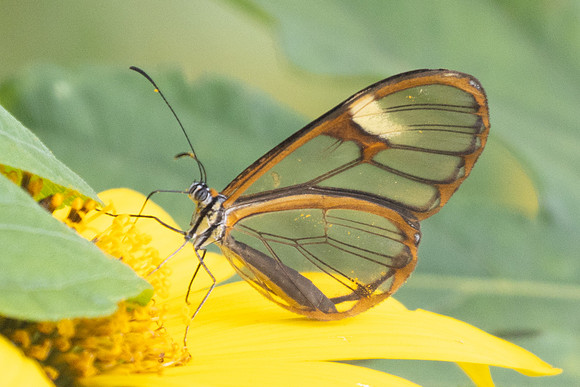 Pagyris cymothoe-6131