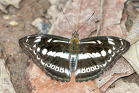 Athyma asura-6299 - Doi Suthep - 28/03/25