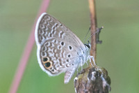 Hemiargus ceraunus -2709