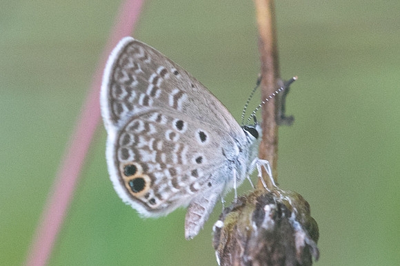 Hemiargus ceraunus -2709