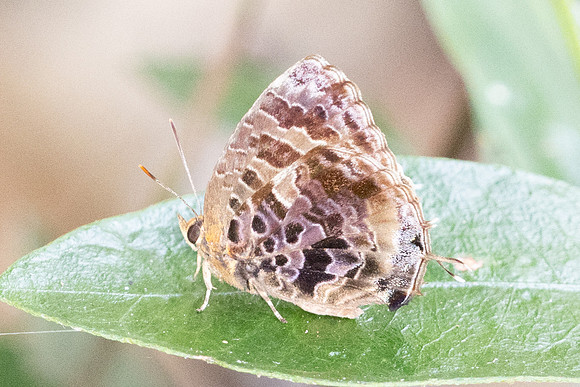 Flos abseus indicus -6230