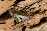 Iton watsonii-2870- Doi Suthep - 21/03/25