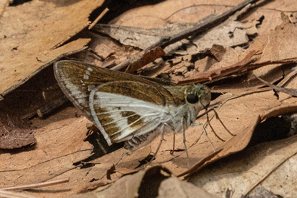 Iton watsonii-2870- Doi Suthep - 21/03/25