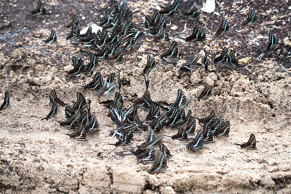 Protographium philolaus-2523