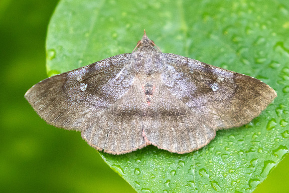 Azeta rhodogaster-7712