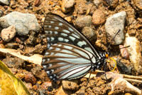 Hestina persimilis-1698 - Chiang Dao - 18/03/25