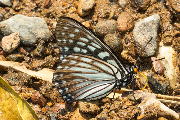 Hestina persimilis-1698 - Chiang Dao - 18/03/25