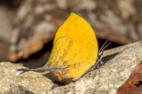 Yasoda tripunctata tripunctata-5448- Doi Suthep 1180m - 27/03/25