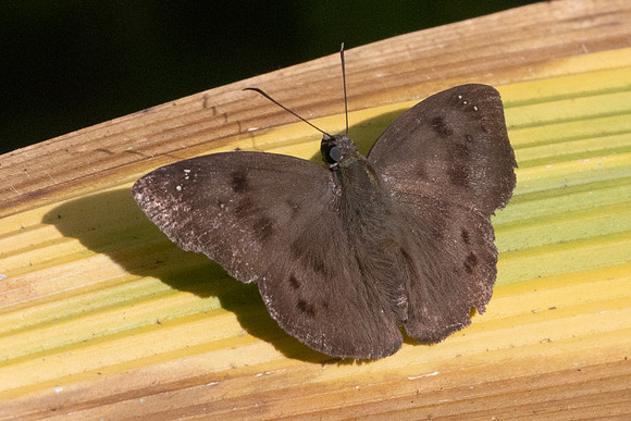Tagiades japetus-9896