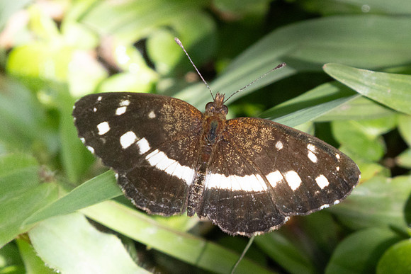 Janatella fellula-6500