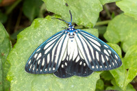 Cyclosia papilionaris nuit-1016