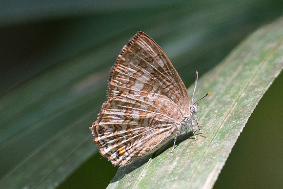 Poritia promula id?-7246- Khao Phanom Bencha National Park - 28/11/23