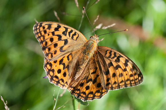 Argynnis adippe-4840 - 10/08/13