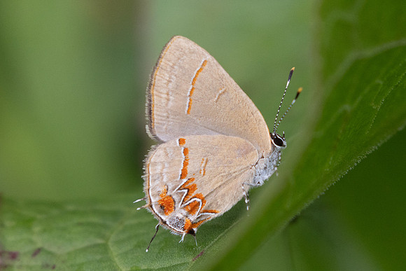 Calycopis origo - 5412 - Jardin - 14/06/24