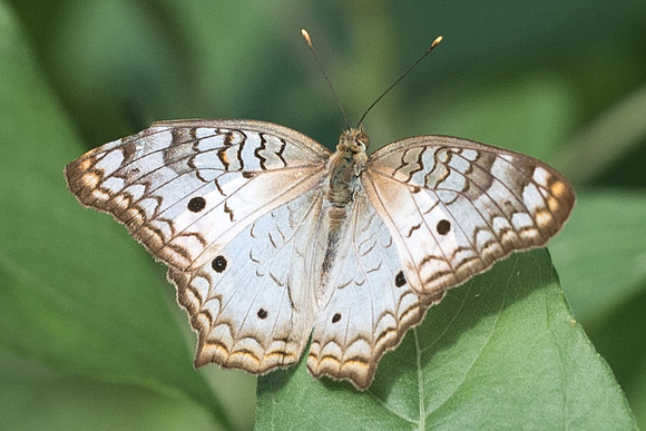 Anartia jatrophae luteipicta-4405
