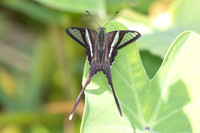 Lamproptera curius curius-4992- Doi Inthanon - 25/03/25