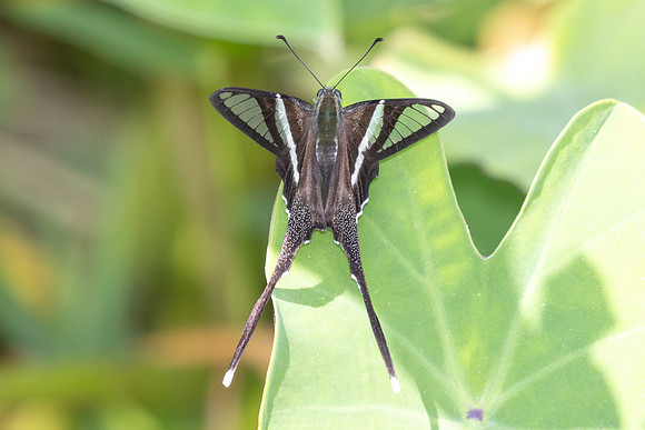 Lamproptera curius curius-4992- Doi Inthanon - 25/03/25