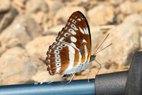 Athyma asura-1108 - Chiang Dao - 17/03/25