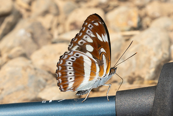 Athyma asura-1108 - Chiang Dao - 17/03/25