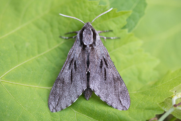 Sphinx pinastri-2292 - Entraunes - 7/07/21