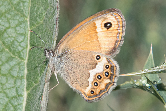 Coenonympha dorus-3654 - Argentière la béssée - 2/07/20