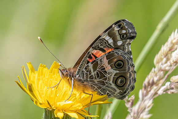Vanessa virginiensis-6800 - Salento - 17/06/24