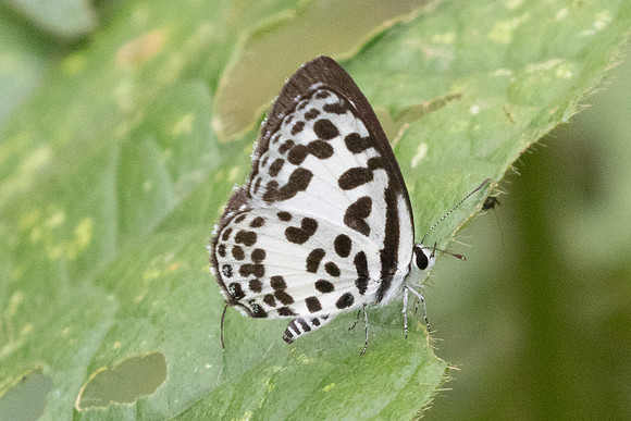 Castalius rosimon-9322