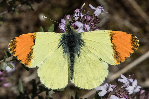 Anthocharis euphenoides-9081 - Belgentier - 13/04/21