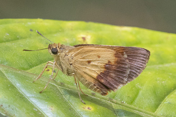 Zographetus satwa-3718