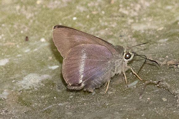 Hasora taminatus-6912 - Doi-Suthep - 28/03/24