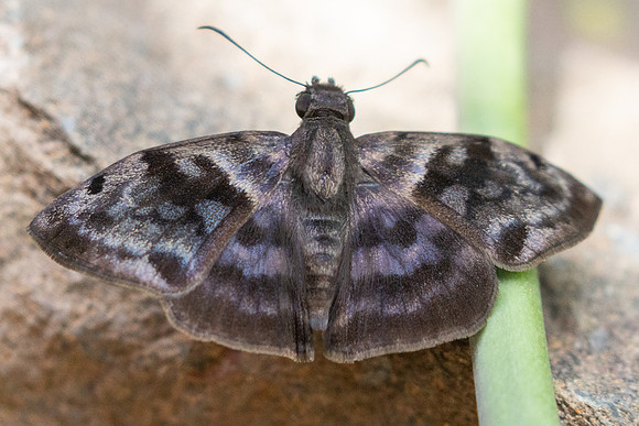 Ebrietas anacreon-3811