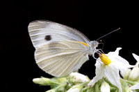 Pieris canidia canidia-2257 - Chiang Dao - 19/03/25