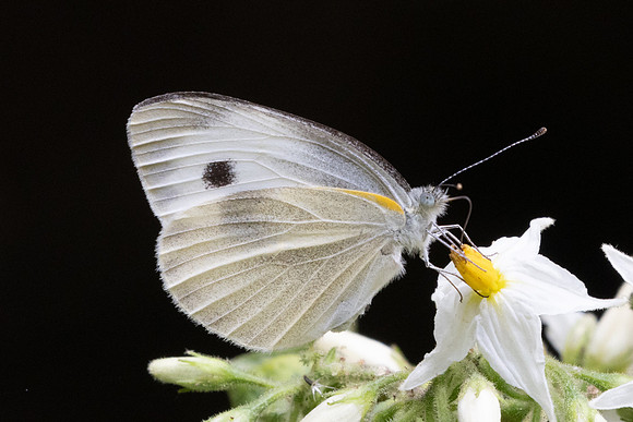 Pieris canidia canidia-2257 - Chiang Dao - 19/03/25