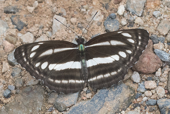 Neptis clinia susruta-1726  - Chiang Dao - 16/11/23