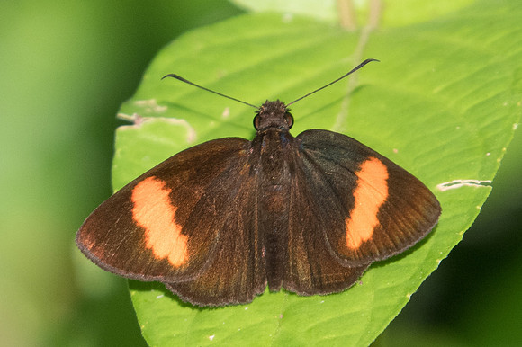 Koruthaialos sindu-1687 - Chiang Dao - 15/11/23