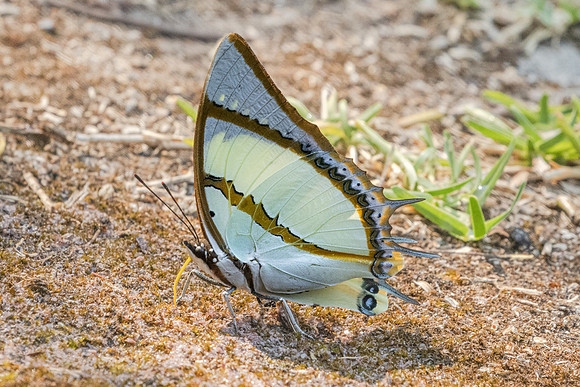 Polyura dolon-3457