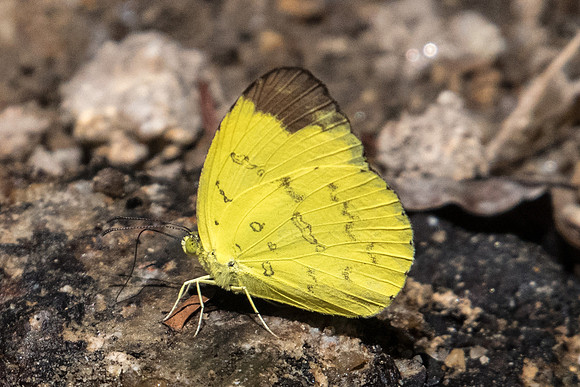Eurema simulatrix-2591 Koh Samui 19/03/23