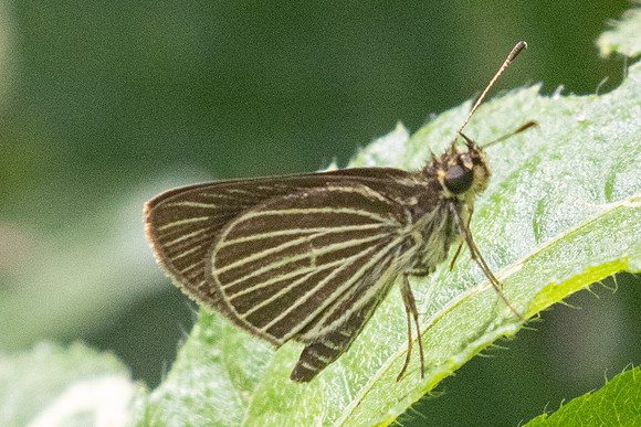 Callimormus radiola-9860