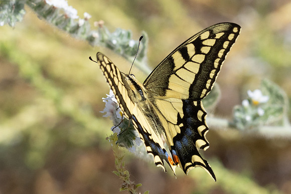 Papilio machaon - 1010 - Antalya, Aspendos - 10/09/24