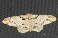 Biston bengaliaria-4665Doi Inthanon - 25/03/25