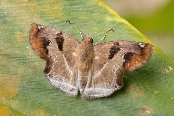 Odontoptilum angulata-2271