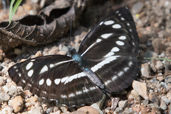 Neptis nata id--2289- Chiang Dao - 15/11/23
