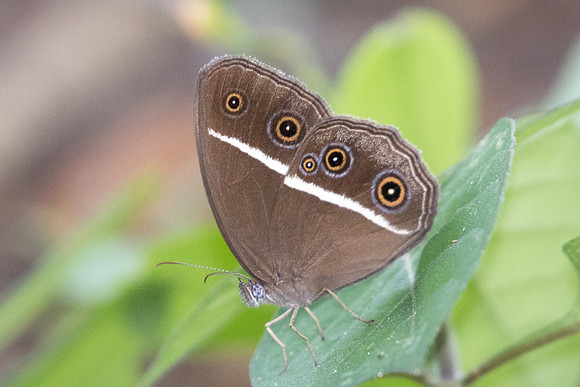 Orsotriaena medus - 1822 - Koh Samui - 18/03/23