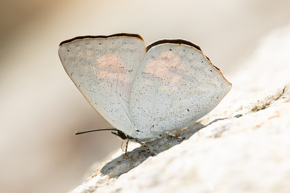 Curetis acuta-4769