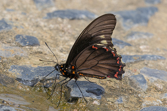 Battus polydamas-0183 - Curiti - 7/06/24