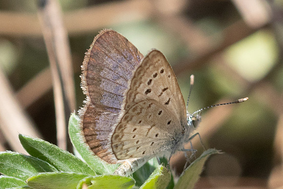 Zizeeria karsandra-0291 - Antalya, Gezi parki - 15/09/24