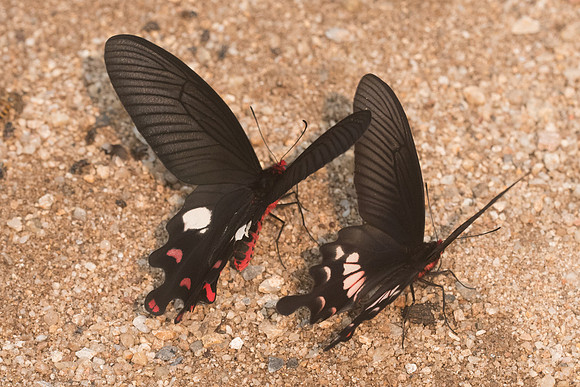 Atrophaneura adamsoni adamsoni et polyeuctes -8302- Chiang Dao  - 11/03/23