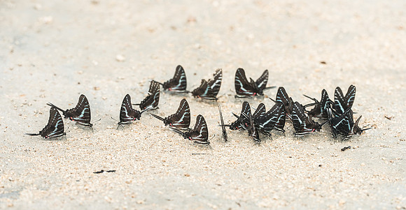 Protographium philolaus-2899