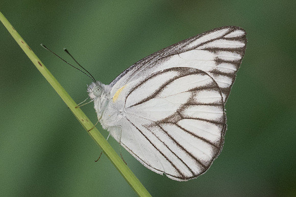 Appias olferna olferna ♂-7348- Koh Samui - 15/03/23